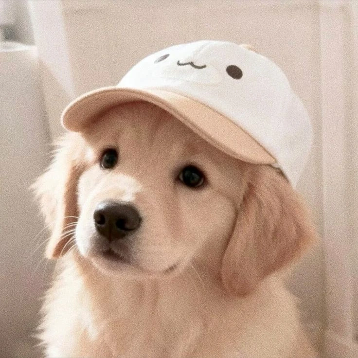My Favorite Animal